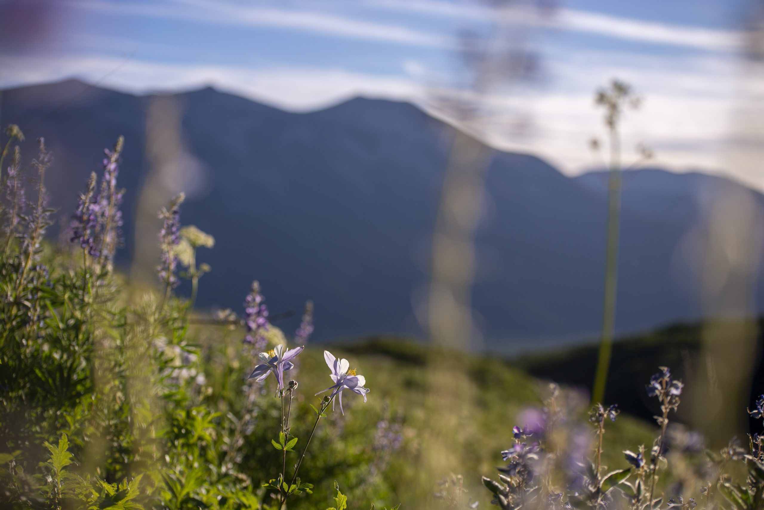 Visit Crested Butte in July for a glimpse of columbine and lupine wildflowers near Crested Butte, Colorado
