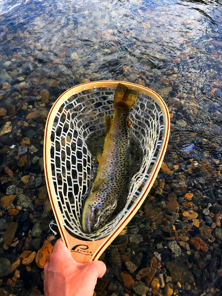Summer fishing nets a 21" Brown Trout near Crested Butte Colorado