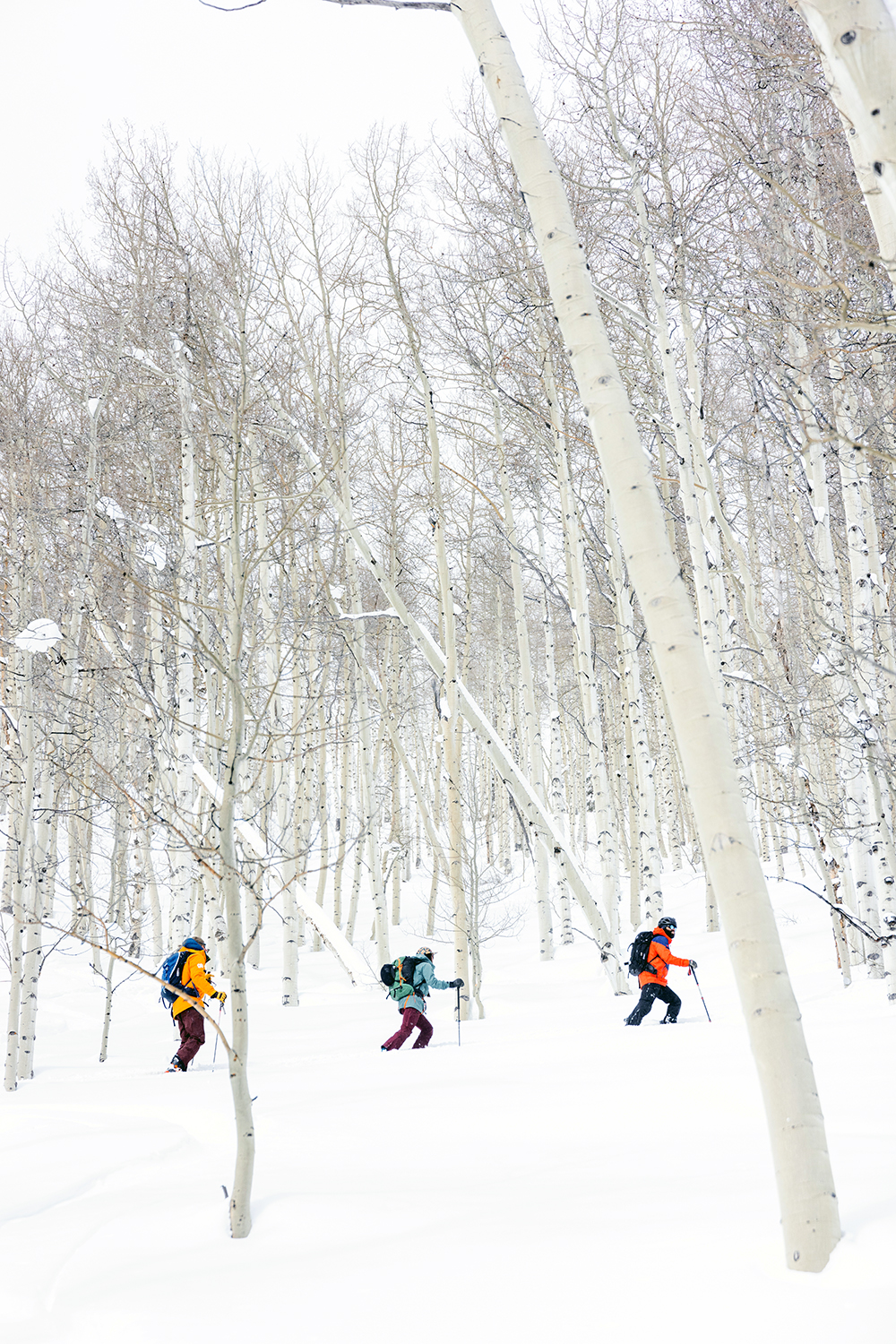 Three backcountry skiers skin through aspen trees in Crested Butte, Colorado.